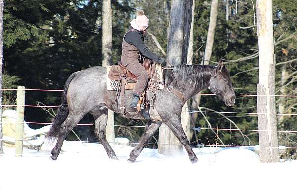 blue-roan-quarter-horse-gelding