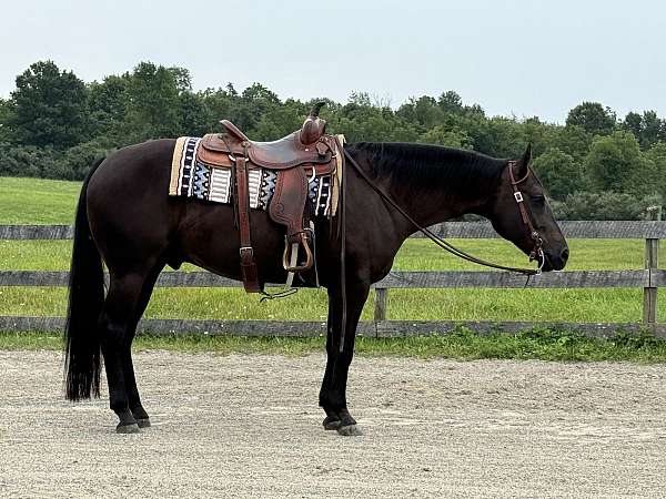 horsemanship-quarter-horse