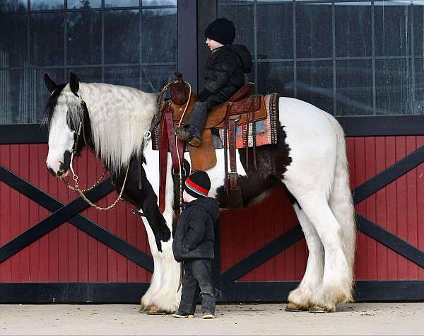 athletic-gypsy-vanner-horse