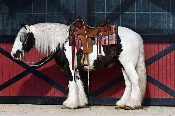 kid-safe-gypsy-vanner-horse