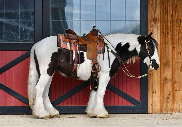 parade-gypsy-vanner-horse