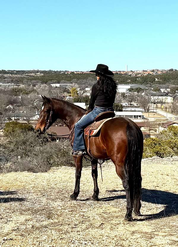 husband-safe-quarter-horse