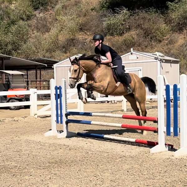 buckskin-quarter-horse