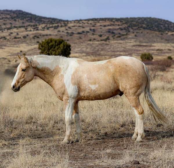 husband-safe-paint-horse