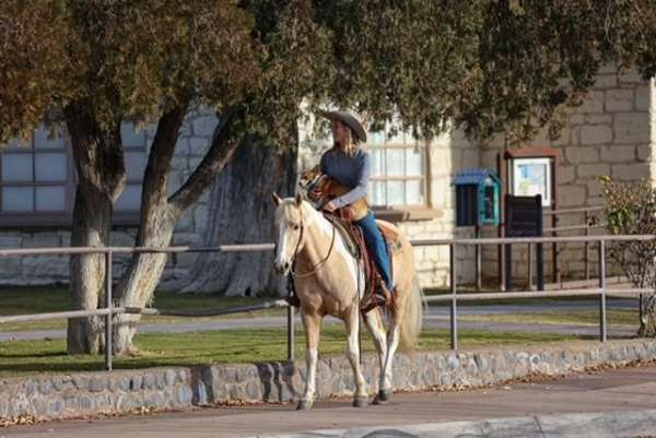 palomino-paint-gelding