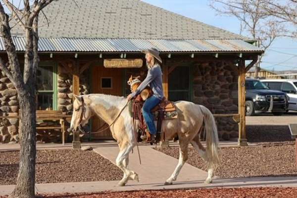 palomino-all-around-horse