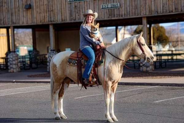 palomino-athletic-horse