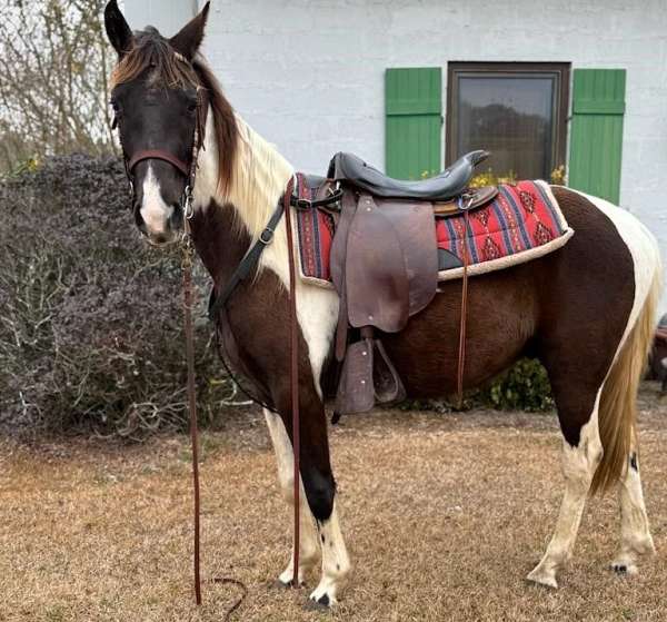 tobiano-tennessee-walking-gelding