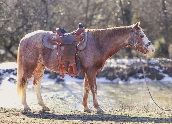 athletic-quarter-horse