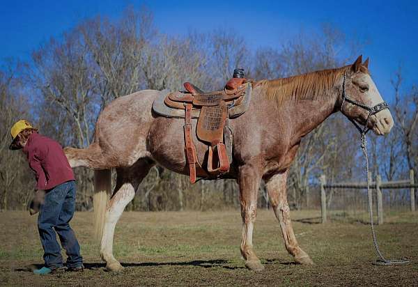 flashy-quarter-horse