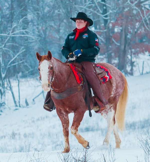 husband-safe-quarter-horse