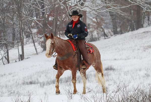 kid-safe-quarter-horse