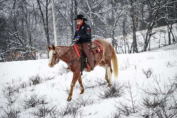 performance-quarter-horse