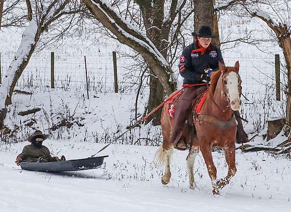 ranch-work-quarter-horse