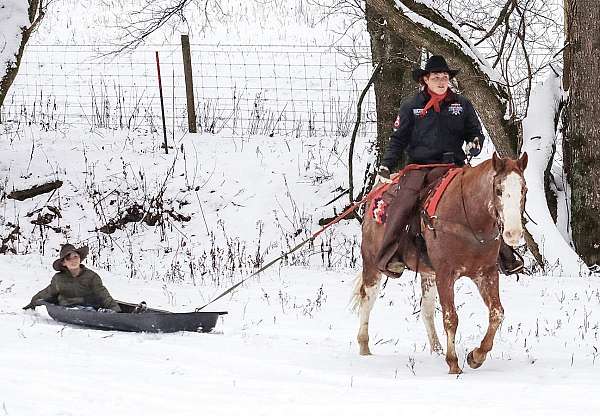 roping-quarter-horse