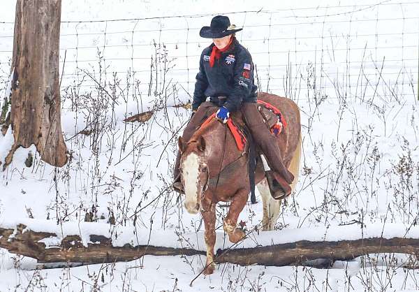 show-quarter-horse