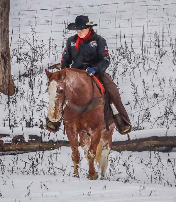 trail-riding-quarter-horse