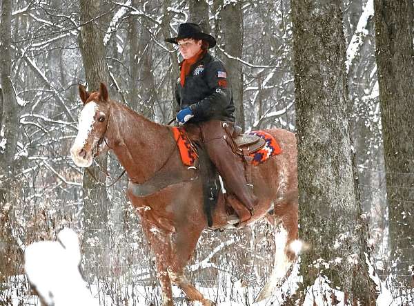 western-riding-quarter-horse