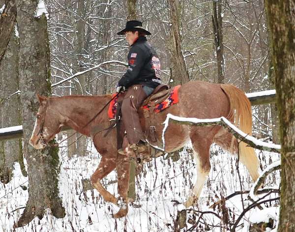 working-cattle-quarter-horse