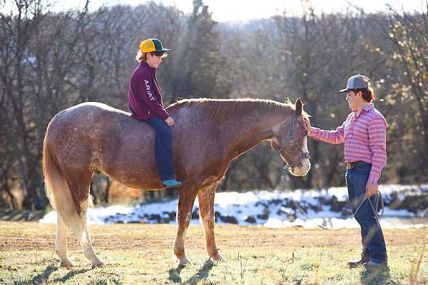 red-roan-all-around-horse