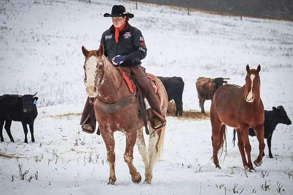 red-roan-quarter-horse-gelding