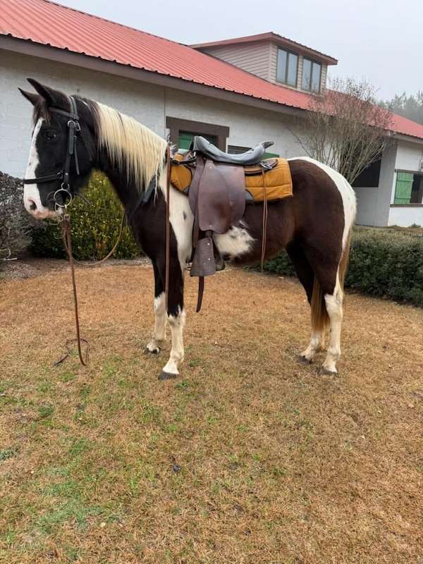 tobiano-tennessee-walking-gelding