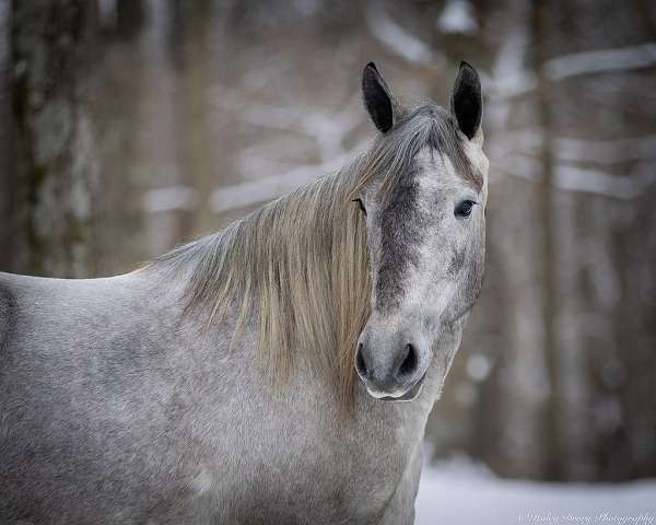 beginner-percheron-horse