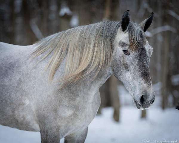 cross-percheron-horse