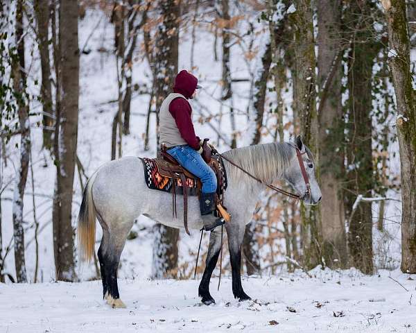 flashy-percheron-horse