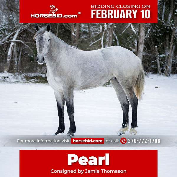 all-around-percheron-horse