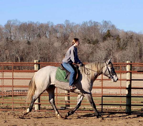 parade-percheron-horse