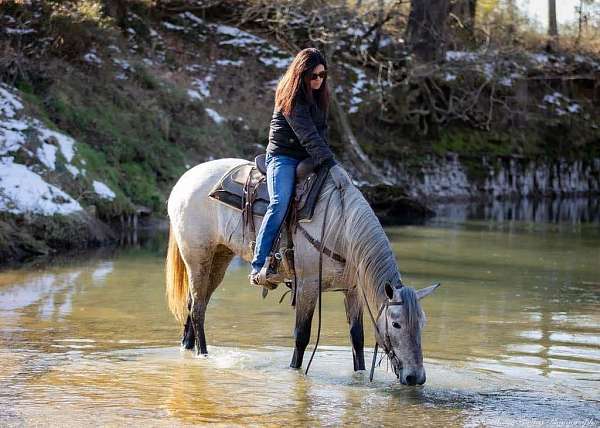 ridden-english-percheron-horse