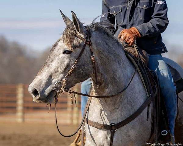 trail-riding-percheron-horse