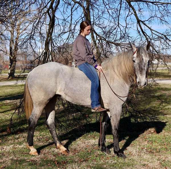 show-percheron-horse