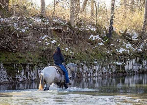 youth-percheron-horse