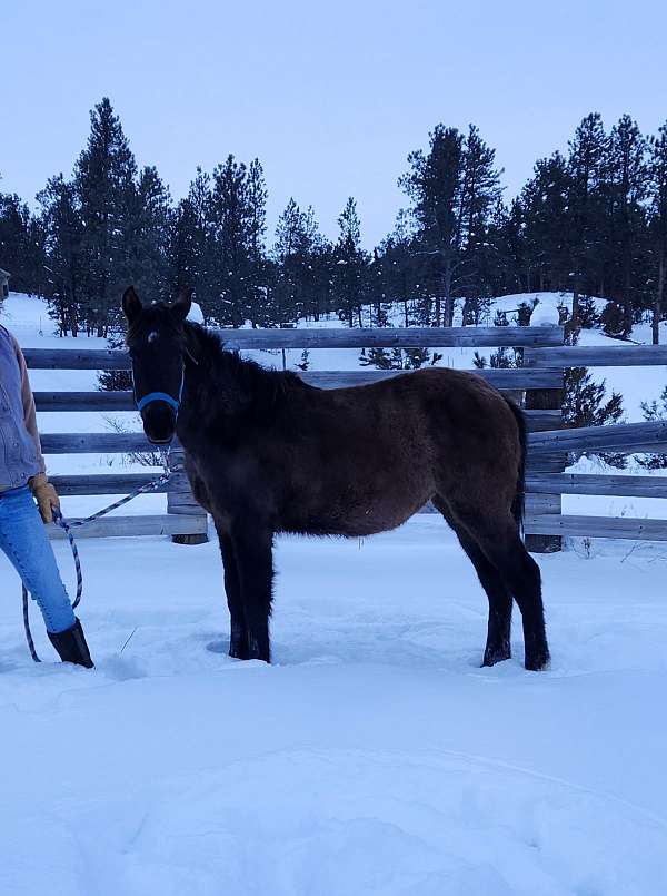 aqha-pre-andalusian-filly