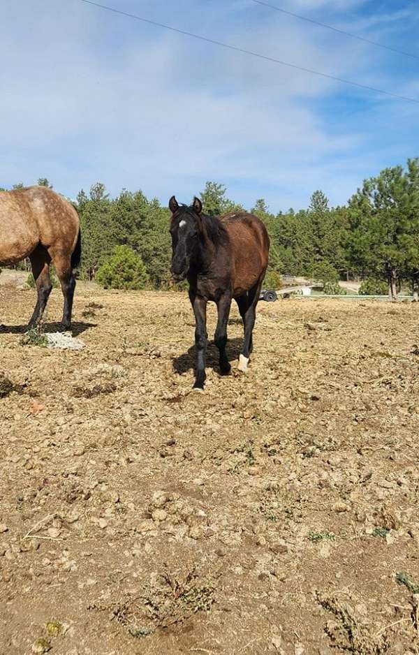 aqha-pre-andalusian-mare