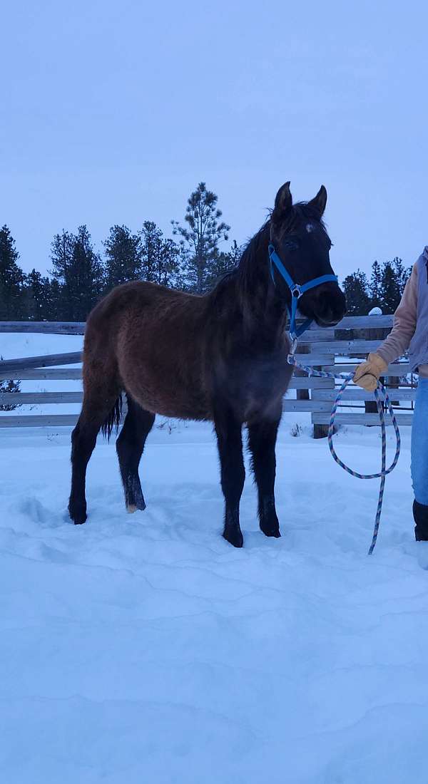 aqha-pre-filly