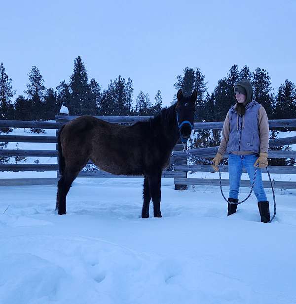 aqha-pre-andalusian-mare