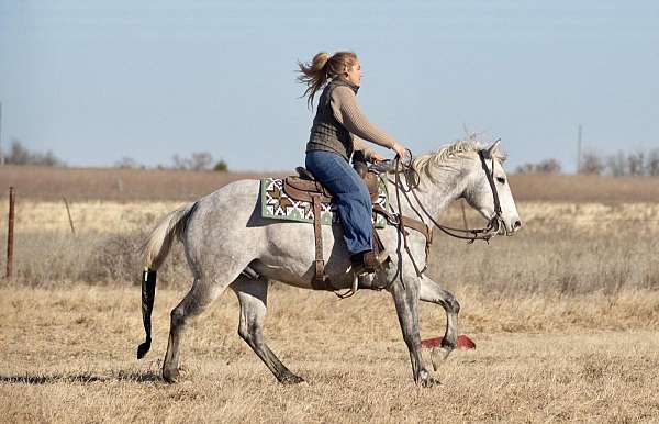 parade-quarter-horse