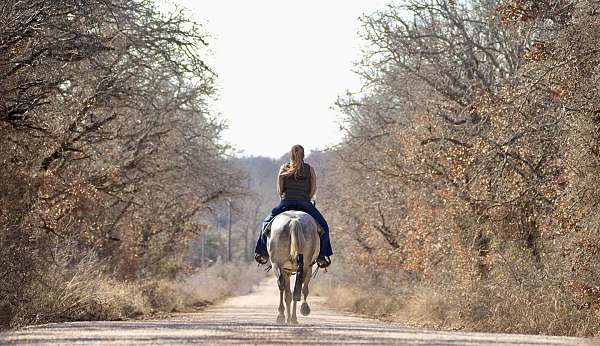 performance-quarter-horse