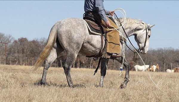 roping-quarter-horse