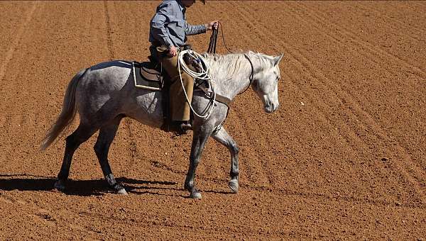 ranch-work-quarter-horse