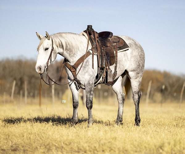 trail-riding-quarter-horse