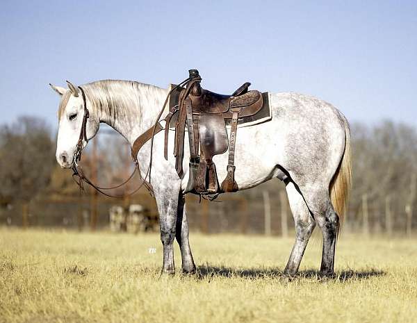 western-riding-quarter-horse