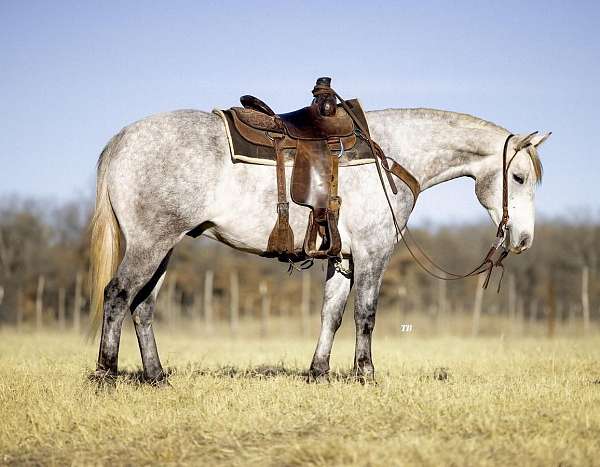 working-cattle-quarter-horse