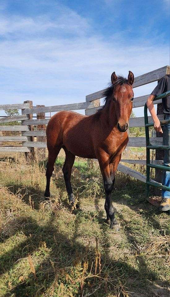 andalusian-colt