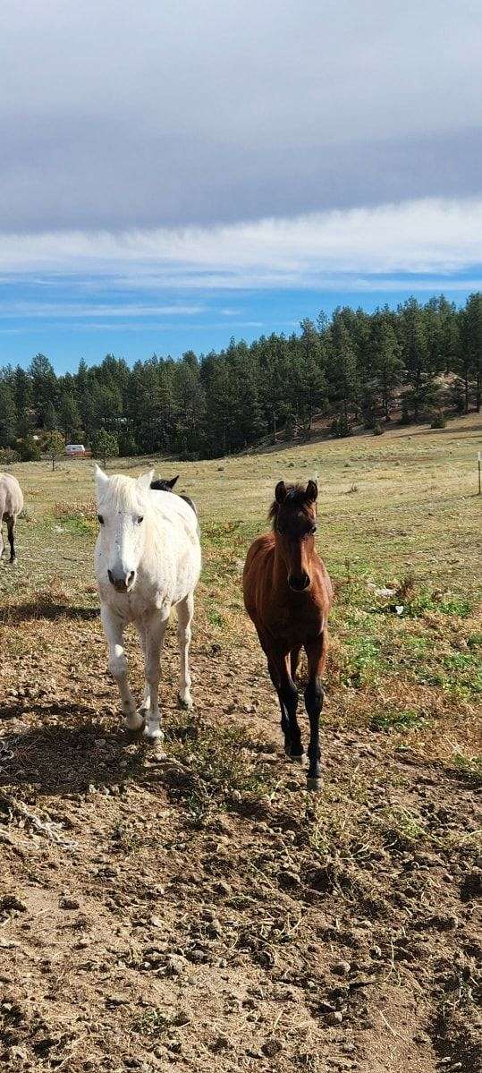 andalusian-horse-for-sale