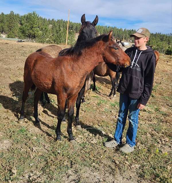 andalusian-horse