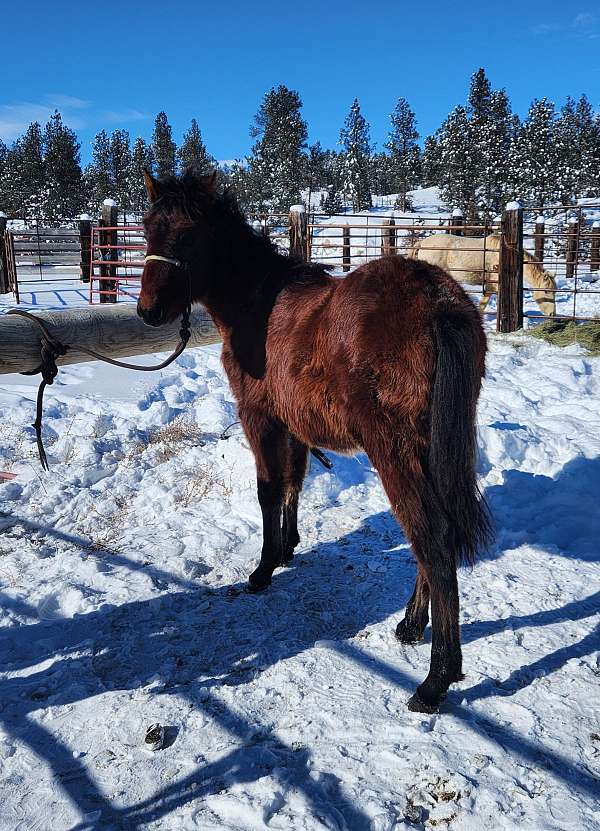 andalusian-horse